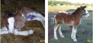 Clydesdale Foal - Nickweb Cole